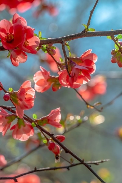 春季花粉过敏眼睛痒怎么办？如何有效应对？