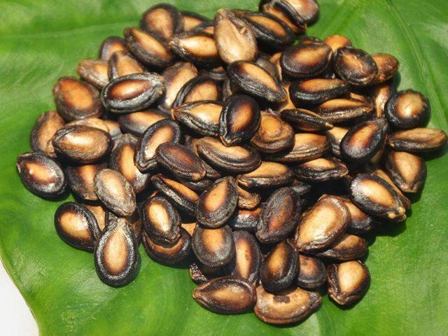 吃瓜子会胖吗我们所吃的瓜子的热量是多少