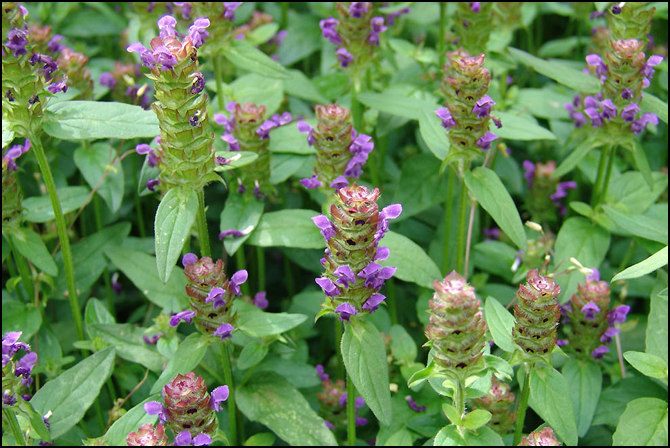 疾病养生之骨质增生的治疗偏方?