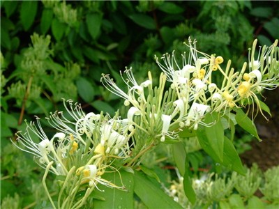 看山银花与金银花的区别