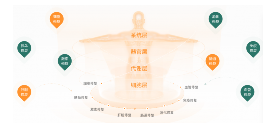 长轻营养食疗推出创新健康管理系统:4816营养食疗体系