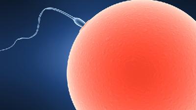 睾丸产生精子的过程的剖析