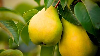 能治療早泄的食物有哪些？中醫(yī)里是怎么治療早泄的？