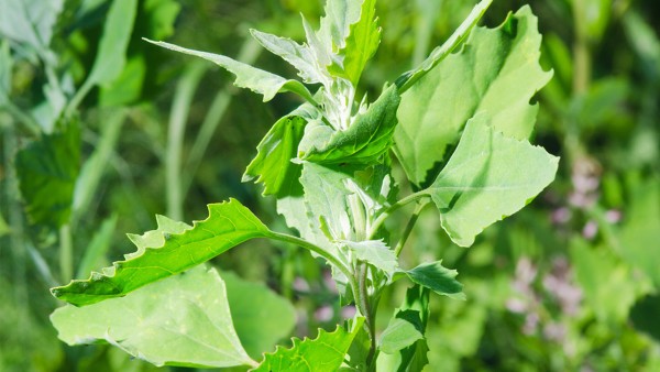 茵陈放了3年还能泡水喝吗