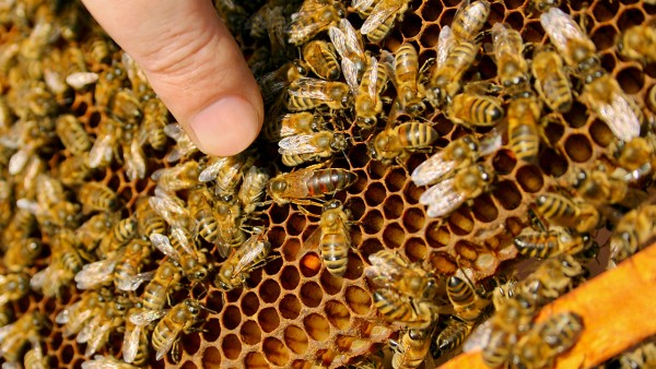 被蜜蜂蜇了用什么药擦，消肿止痒的最快方法是什么