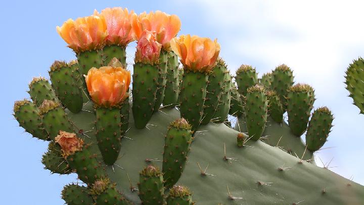 得了肺炎应该如何去调理