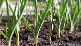 秋季女性养生重在排毒 教你3种排毒方法