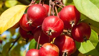 中医讲究节气养生？快看看秋季6个节气养生的方法！