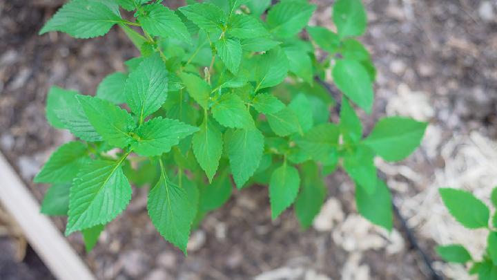 3種皮膚問題的中醫(yī)調(diào)理方法