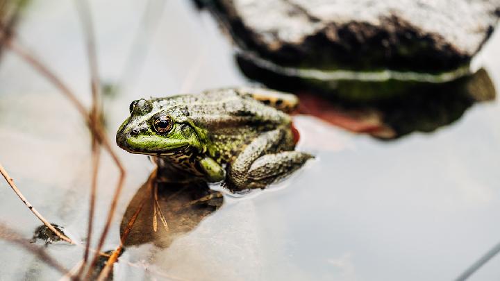 “青蛙式”身材如何变为帅气王子？