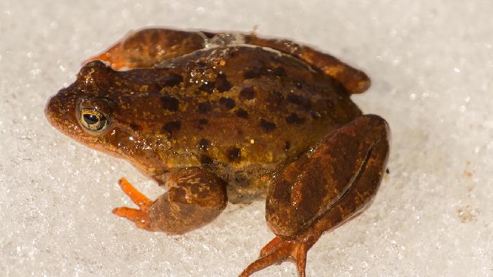 “青蛙式”身材如何变为帅气王子？