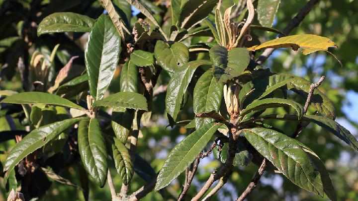 番泻叶减肥方法千万别尝试 番泻叶减肥办法千万别尝试