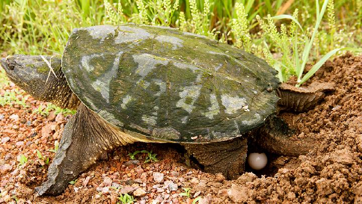 银杏的功效和作用 银杏治病的食疗方法都有哪些