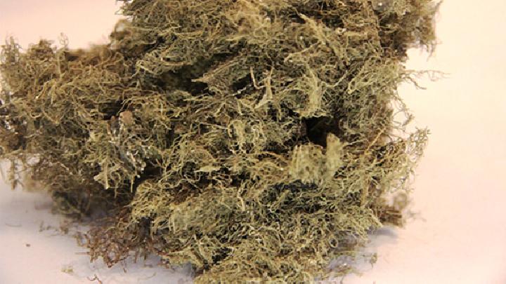 如何治療尋常疣 推薦青葉桃仁粥巧治瘊子