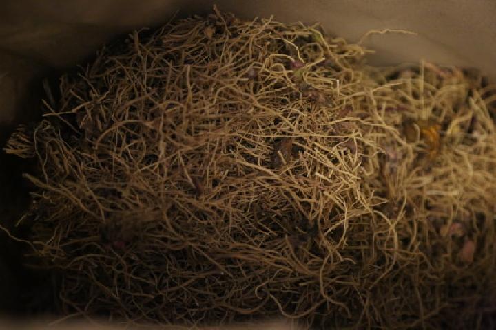 中藥減肥法 教你沖泡7種健康減肥茶