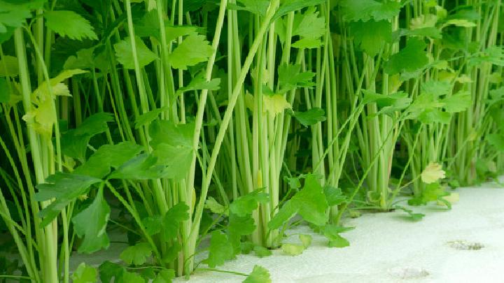 芹菜炒豬肚——健脾和胃養(yǎng)心安神