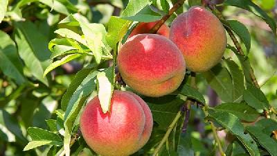 每天吃桃子可以减肥吗