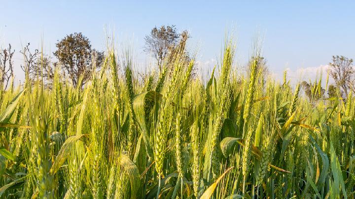 黑麦和小麦哪个更适合减肥