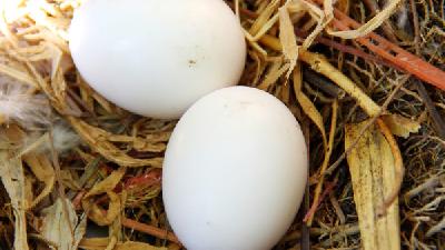 孕妇吃鸽子蛋一天几个为好 3~5颗为宜