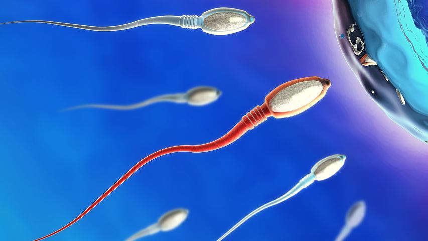 精子活力低难怀孕 改善精子活力的办法