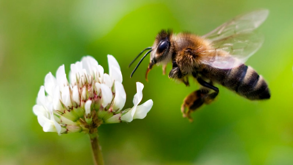 被蜜蜂蛰怎么判断蜂针在不在？蜜蜂蛰后蜂针残留的判断方法与技巧