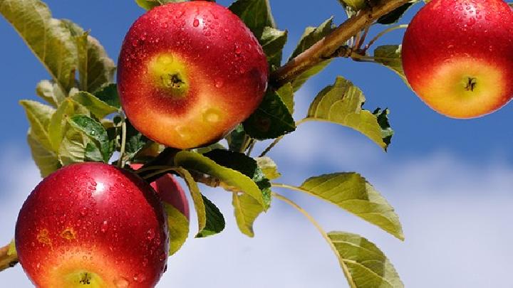 ​为什么苹果越吃越饿