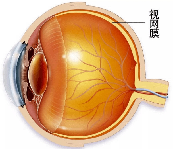 递法明益联用阿托品对近视综合症的治疗