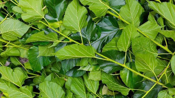 桑葉泡水喝竟有6個(gè)害處 盤點(diǎn)桑葉的6大禁忌