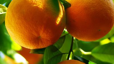 吃橘子会胖吗 美味橘子能帮助脂肪分解
