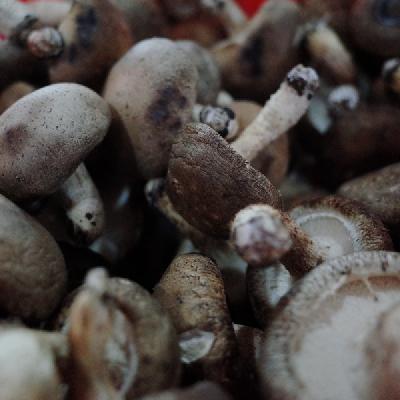 蘑菇炒芦笋——增进食欲降脂降压