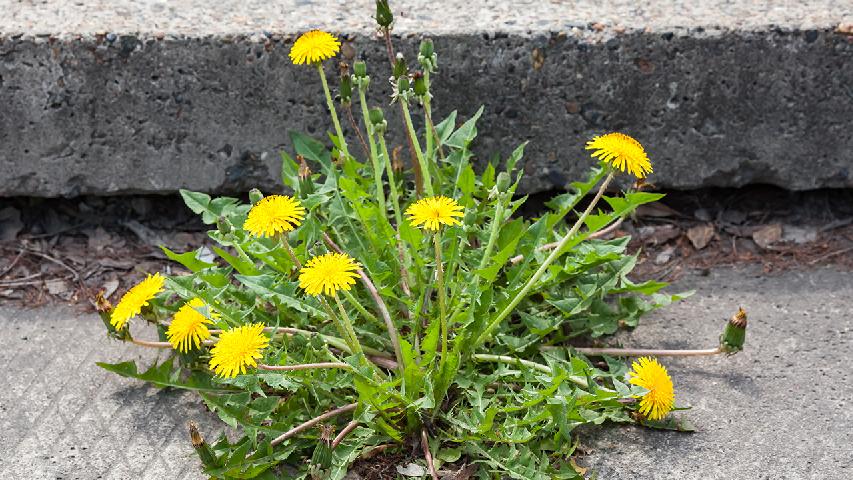 莲子心甘草花——清热解毒缓解烦躁