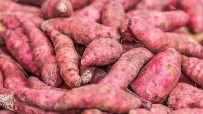 红薯代替晚餐是否有助于减肥 烤红薯吃了长胖吗