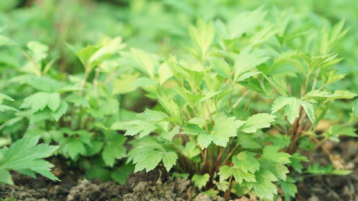 用艾草泡脚去湿气一周几次最好 用艾草泡脚可以减肥吗