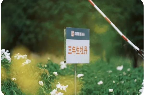 中药猜猜猜|这味药不仅能退烧，又称为疗伤寒第一用
