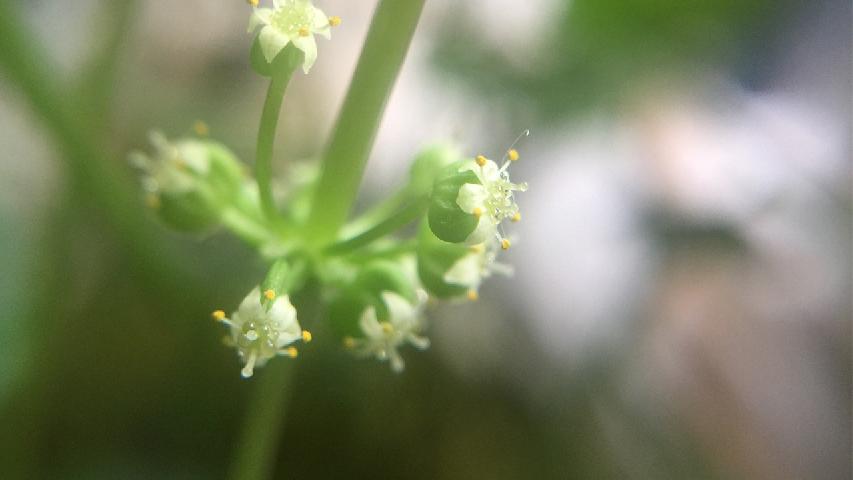 ​中药金钱草的功效与作用有哪些？