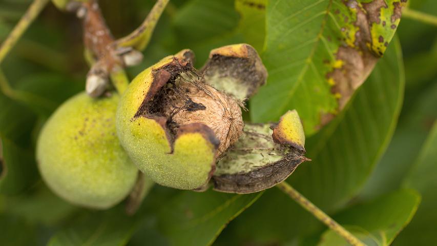 核桃饭——促进食欲健脾养胃补脑