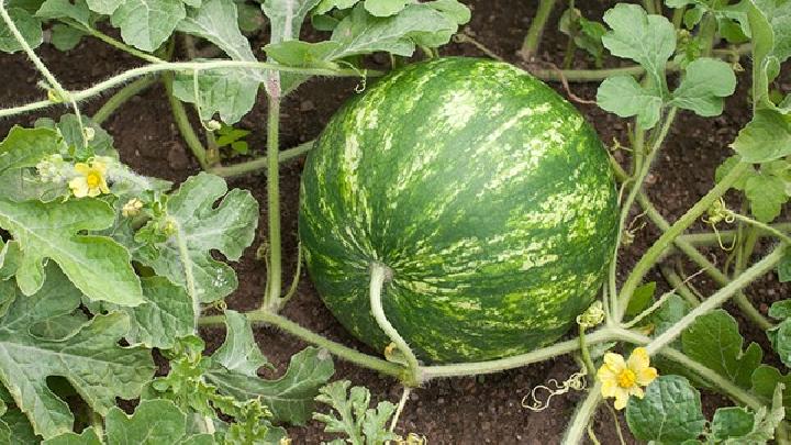 夏季吃西瓜能減肥嗎 這樣吃輕松瘦10斤