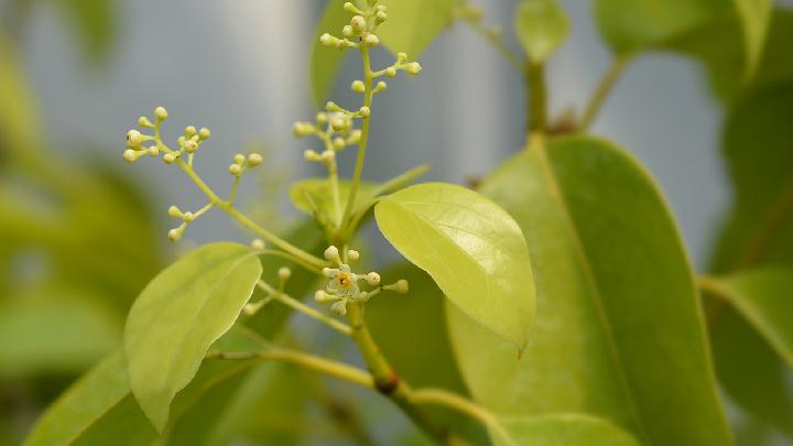 痰湿体质怎么调理能彻底根治