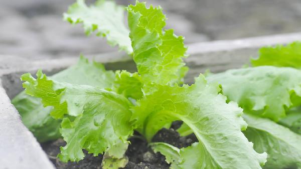 莴苣叶的营养元素以及膳食价值