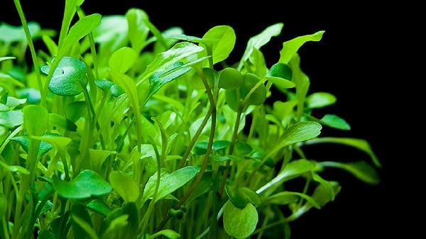 腌制芥菜的正确方法是什么