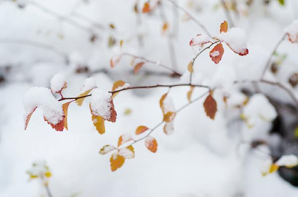 雪菜也叫雪里蕻 有什么好处和副作用