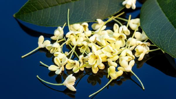 新鲜桂花泡茶喝有毒吗