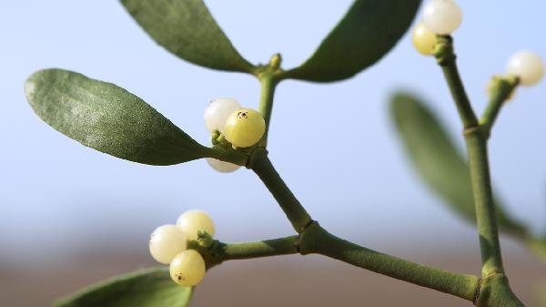 植物神经功能紊乱会死人吗