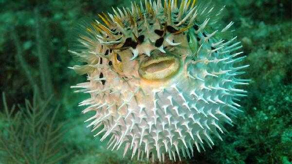 運(yùn)動后大魚大肉你就錯了