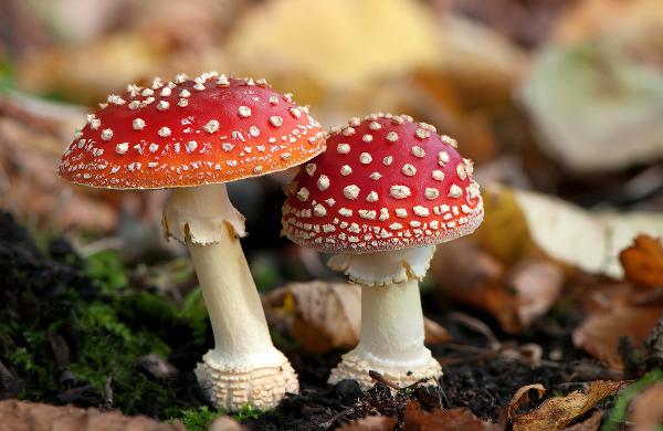 支招：7种蘑菇的家常烹饪窍门