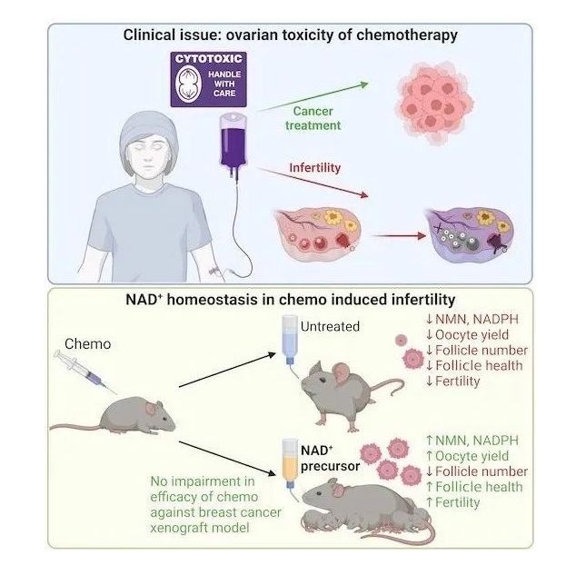 新研究补充NMN有助于不孕不育，PSSOPP诺奖科技守护女性卵巢健康