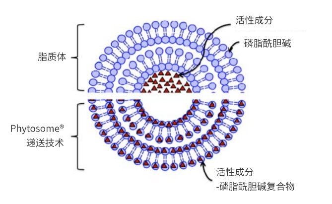 解码护肺黑科技吉清肺，核心成分槲皮素展现惊人实力