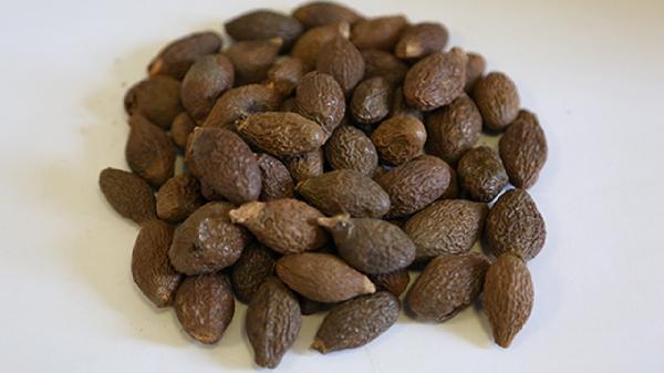 胖大海蜂蜜怎么吃 胖大海可以和蜂蜜一起泡水喝吗