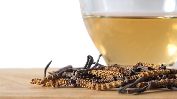 冬虫夏草能泡酒吗 一斤酒泡几根虫草
