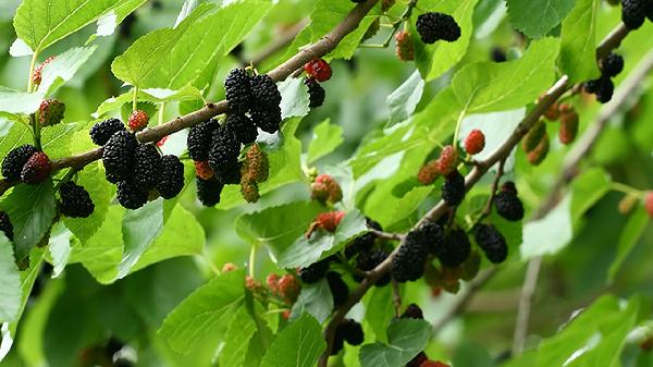 桑葚和什么一起泡水好 草莓、冰糖、蜂蜜和红枣